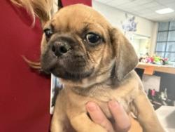 Shelter Stray Male Dog last seen Near block Bette Dr, 75149, TX, 1650 Gross Rd, Mesquite, TX 75149, USA