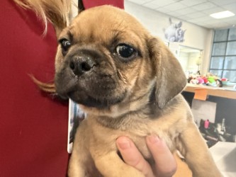 Shelter Stray Male Dog last seen Near block Bette Dr, 75149, TX, 1650 Gross Rd, Mesquite, TX 75149, USA