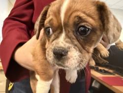Shelter Stray Female Dog last seen Near block Bette Dr, 75149, TX, 1650 Gross Rd, Mesquite, TX 75149, USA