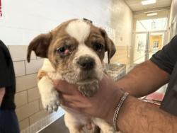Shelter Stray Female Dog last seen Near block Bette Dr, 75149, TX, 1650 Gross Rd, Mesquite, TX 75149, USA