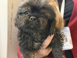 Shelter Stray Male Dog last seen Near block Bette Dr, 75149, TX, 1650 Gross Rd, Mesquite, TX 75149, USA