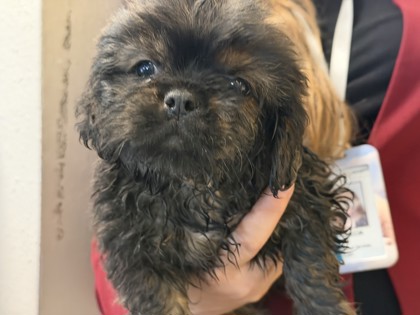 Shelter Stray Male Dog last seen Near block Bette Dr, 75149, TX, 1650 Gross Rd, Mesquite, TX 75149, USA