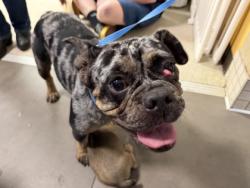 Shelter Stray Female Dog last seen Near block Bette Dr, 75149, TX, 1650 Gross Rd, Mesquite, TX 75149, USA