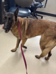 Shelter Stray Female Dog last seen bandit trl, Keller, TX, 330 Rufe Snow Dr, Keller, TX 76248, USA