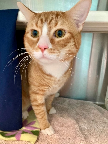 Shelter Stray Male Cat last seen Near Waterview Ave, 21230, MD, 2490 Giles Rd, Baltimore, MD 21225, USA