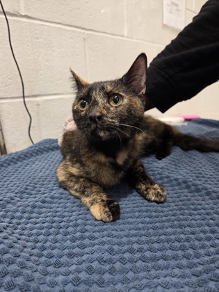 Shelter Stray Female Cat last seen Near McClean Blvd Apt A, 21214, MD, 2490 Giles Rd, Baltimore, MD 21225, USA