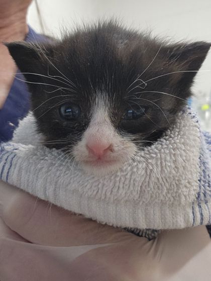 Shelter Stray Female Cat last seen Near W Strathmore Ave, Baltimore, MD 21215, 21215, MD, 2490 Giles Rd, Baltimore, MD 21225, USA