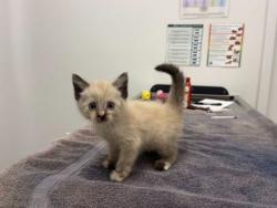 Shelter Stray Female Cat last seen Indiana Ave and E 61st, 64130, MO, 7077 Elmwood Ave, Kansas City, MO 64132, USA