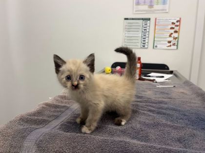 Shelter Stray Female Cat last seen Indiana Ave and E 61st, 64130, MO, 7077 Elmwood Ave, Kansas City, MO 64132, USA
