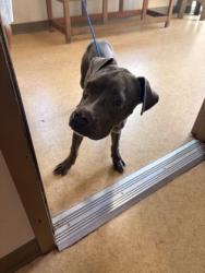 Shelter Stray Male Dog last seen Near Balfour, Cedar Hill, TX, 1150 E Pleasant Run Rd, Cedar Hill, TX 75104, USA