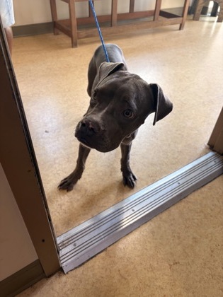 Shelter Stray Male Dog last seen Near Balfour, Cedar Hill, TX, 1150 E Pleasant Run Rd, Cedar Hill, TX 75104, USA