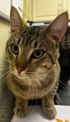 Shelter Stray Male Cat last seen Near Lafayette Rd Burlington 98233, Skagit County, WA, 18911 Kelleher Rd, Burlington, WA 98233, USA