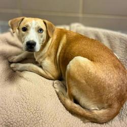 Shelter Stray Female Dog last seen Smith Ave, Gastonia, NC, 1491 Business Park Ct, Gastonia, NC 28052, USA