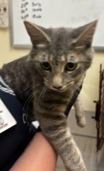 Shelter Stray Female Cat last seen Near Hartry Lane S-W 98284, Skagit County, WA, 18911 Kelleher Rd, Burlington, WA 98233, USA