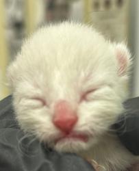 Shelter Stray Female Cat last seen Near Hartry Lane S-W 98284, Skagit County, WA, 18911 Kelleher Rd, Burlington, WA 98233, USA