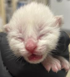 Shelter Stray Male Cat last seen Near Hartry Lane S-W 98284, Skagit County, WA, 18911 Kelleher Rd, Burlington, WA 98233, USA