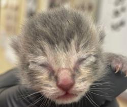 Shelter Stray Male Cat last seen Near Hartry Lane S-W 98284, Skagit County, WA, 18911 Kelleher Rd, Burlington, WA 98233, USA