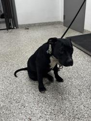 Shelter Stray Male Dog last seen Behind shops at 2930 E Franklin Blvd, Gastonia, NC, 1491 Business Park Ct, Gastonia, NC 28052, USA
