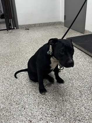 Shelter Stray Male Dog last seen Behind shops at 2930 E Franklin Blvd, Gastonia, NC, 1491 Business Park Ct, Gastonia, NC 28052, USA