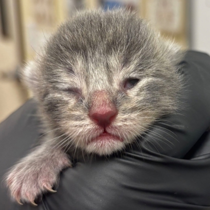 Shelter Stray Female Cat last seen Near Hartry Lane S-W 98284, Skagit County, WA, 18911 Kelleher Rd, Burlington, WA 98233, USA