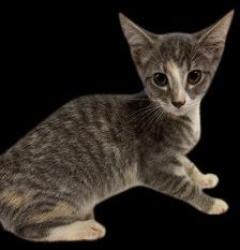 Shelter Stray Female Cat last seen wildlife boat ramp, Bridgeton, NC, 1639 Old Airport Rd, New Bern, NC 28562, USA
