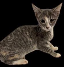 Shelter Stray Female Cat last seen wildlife boat ramp, Bridgeton, NC, 1639 Old Airport Rd, New Bern, NC 28562, USA