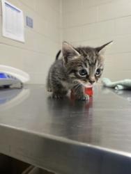 Shelter Stray Male Cat last seen Alexandria, VA, 22306, Richmond Hwy., Fairfax County, VA, 4500 West Ox Rd, Fairfax, VA 22030, USA