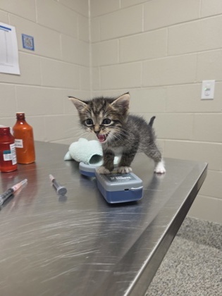 Shelter Stray Male Cat last seen Alexandria, VA, 22306, Richmond Hwy., Fairfax County, VA, 4500 West Ox Rd, Fairfax, VA 22030, USA