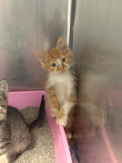 Shelter Stray Male Cat last seen Home Depot parking lot, District 1 - North Cleburne,, 2375 Service Dr, Cleburne, TX 76033, USA