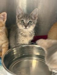 Shelter Stray Female Cat last seen Home Depot parking lot, District 1 - North Cleburne,, 2375 Service Dr, Cleburne, TX 76033, USA
