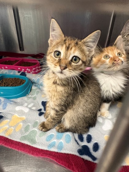 Shelter Stray Female Cat last seen Home Depot parking lot, District 1 - North Cleburne,, 2375 Service Dr, Cleburne, TX 76033, USA