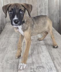 Shelter Stray Female Dog last seen , Caddo Parish, LA, 1500 Monty St, Shreveport, LA 71107, USA