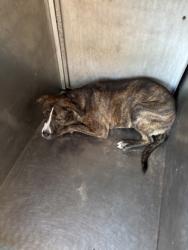 Shelter Stray Female Dog last seen Boone St, Caddo Parish, LA, 1500 Monty St, Shreveport, LA 71107, USA