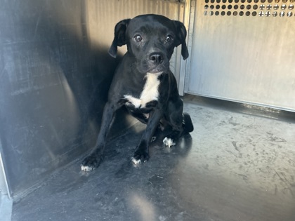 Shelter Stray Female Dog last seen Near Junior Pl, Caddo Parish, LA, 1500 Monty St, Shreveport, LA 71107, USA