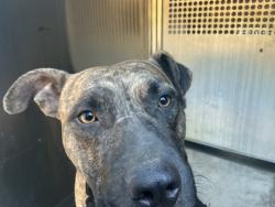 Shelter Stray Male Dog last seen Near Junior Pl, Caddo Parish, LA, 1500 Monty St, Shreveport, LA 71107, USA