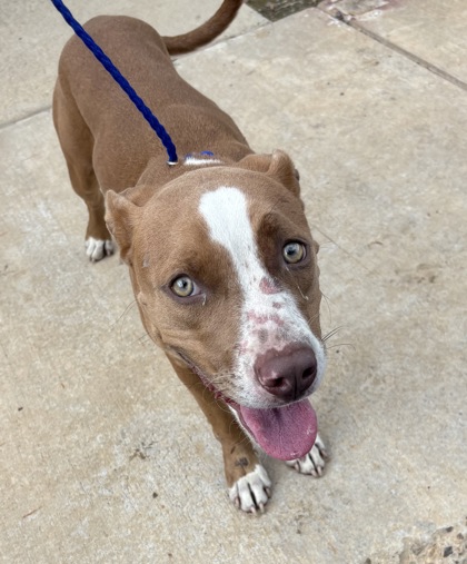 Shelter Stray Female Dog last seen Illinois Ave, Caddo Parish, LA, 1500 Monty St, Shreveport, LA 71107, USA