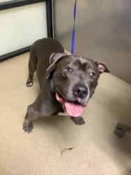 Shelter Stray Male Dog last seen , , TX, 355 Hillshire Dr, Haslet, TX 76052, USA