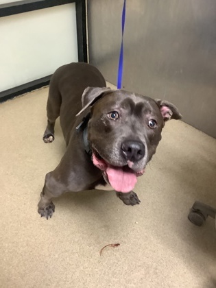 Shelter Stray Male Dog last seen , , TX, 355 Hillshire Dr, Haslet, TX 76052, USA