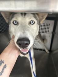 Shelter Stray Male Dog last seen BRAZOS AVE, West District, TX, 355 Hillshire Dr, Haslet, TX 76052, USA