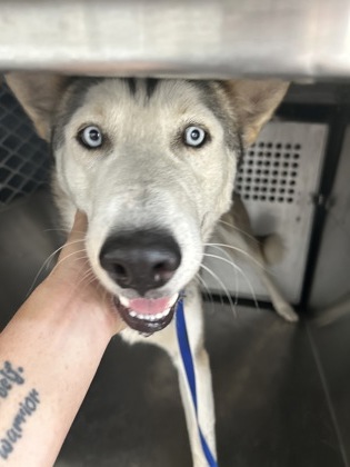 Shelter Stray Male Dog last seen BRAZOS AVE, West District, TX, 355 Hillshire Dr, Haslet, TX 76052, USA