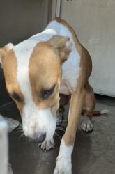 Shelter Stray Male Dog last seen Judson St., Caddo Parish, LA, 1500 Monty St, Shreveport, LA 71107, USA