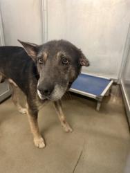 Shelter Stray Male Dog last seen Near RODEO ST, East District,, 355 Hillshire Dr, Haslet, TX 76052, USA