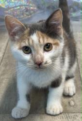 Shelter Stray Female Cat last seen , Caddo Parish, LA, 1500 Monty St, Shreveport, LA 71107, USA
