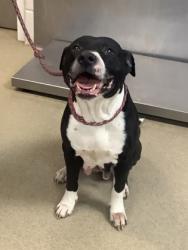 Shelter Stray Female Dog last seen , , TX, 355 Hillshire Dr, Haslet, TX 76052, USA