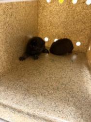 Shelter Stray Unknown Cat last seen Amazon, Caddo Parish, LA, 1500 Monty St, Shreveport, LA 71107, USA