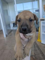 Shelter Stray Female Dog last seen Near Azle Ave, West District, TX, 355 Hillshire Dr, Haslet, TX 76052, USA