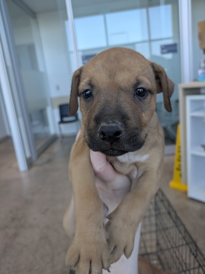 Shelter Stray Female Dog last seen Near Azle Ave, West District, TX, 355 Hillshire Dr, Haslet, TX 76052, USA