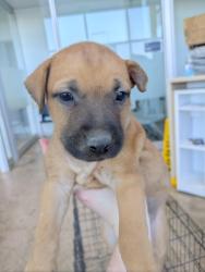 Shelter Stray Female Dog last seen Near Azle Ave, West District, TX, 355 Hillshire Dr, Haslet, TX 76052, USA