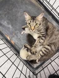 Shelter Stray Unknown Cat last seen Geralds, Caddo Parish, LA, 1500 Monty St, Shreveport, LA 71107, USA
