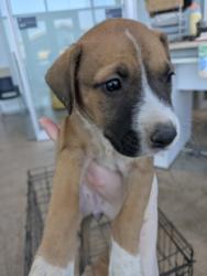 Shelter Stray Female Dog last seen Near Azle Ave, West District, TX, 355 Hillshire Dr, Haslet, TX 76052, USA